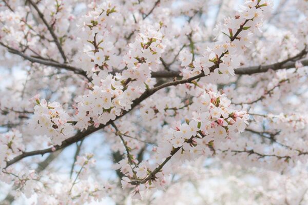 iptv monatlich kaufen – 24/7 Streaming für nur 9,99€